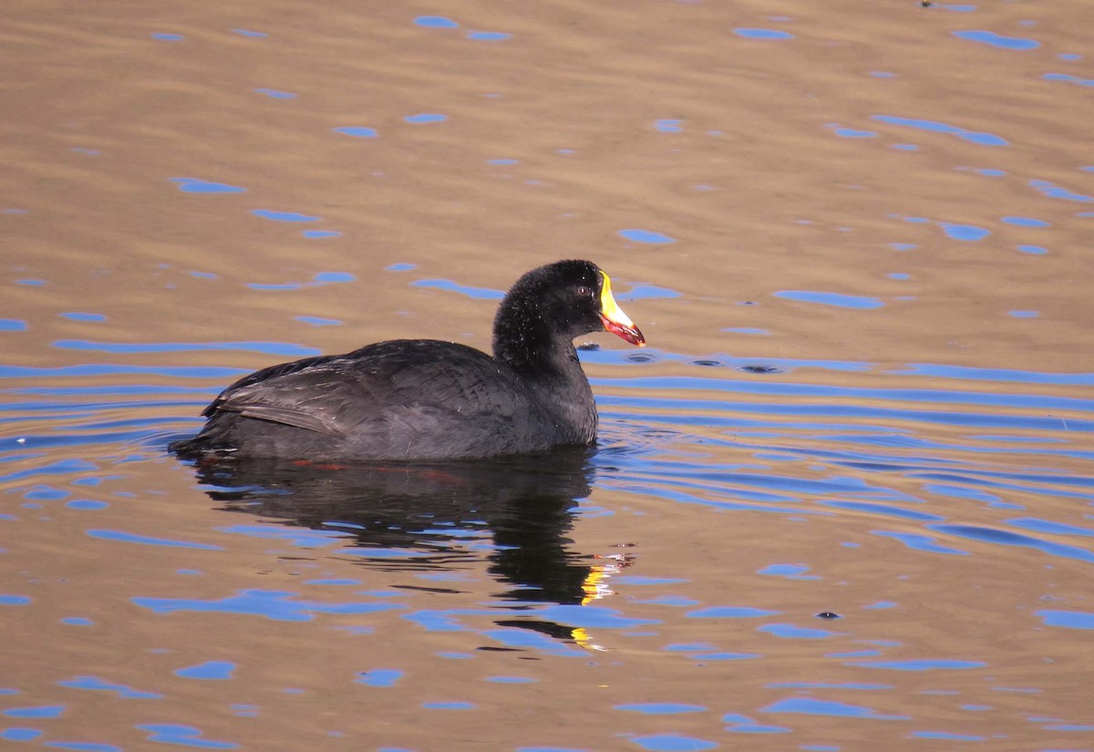 Giant Coot - ML630542864