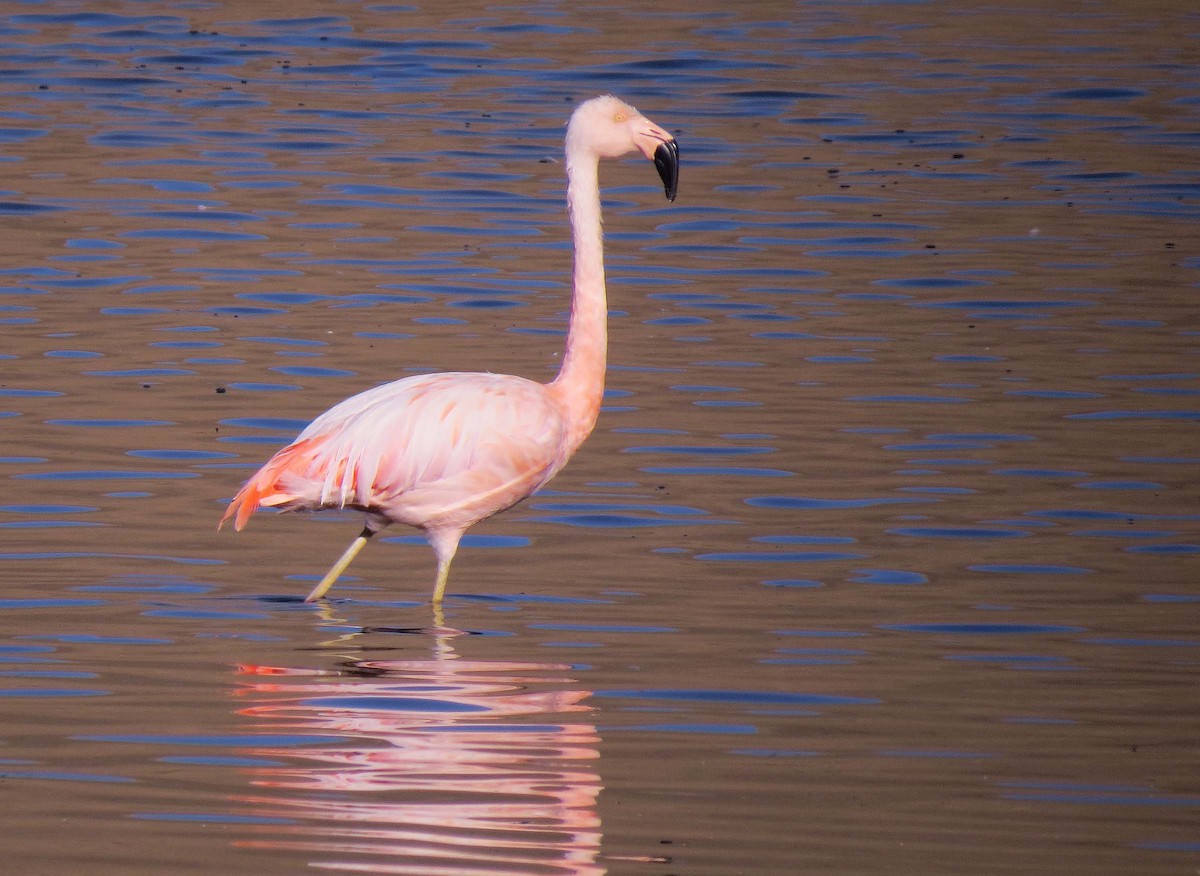 Chilean Flamingo - ML630542875