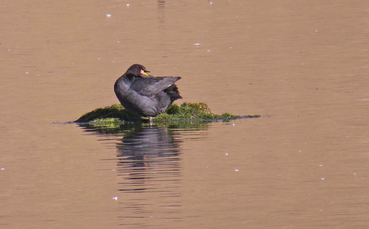 Horned Coot - ML630542877