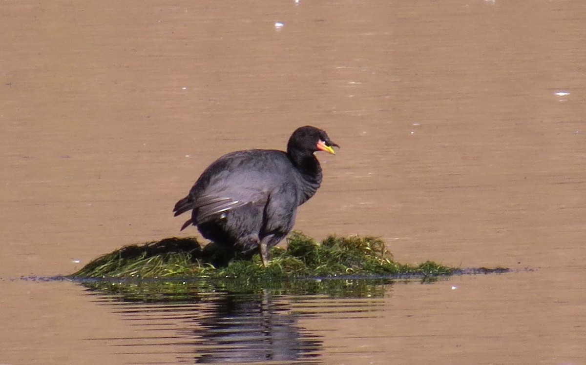 Horned Coot - ML630542880