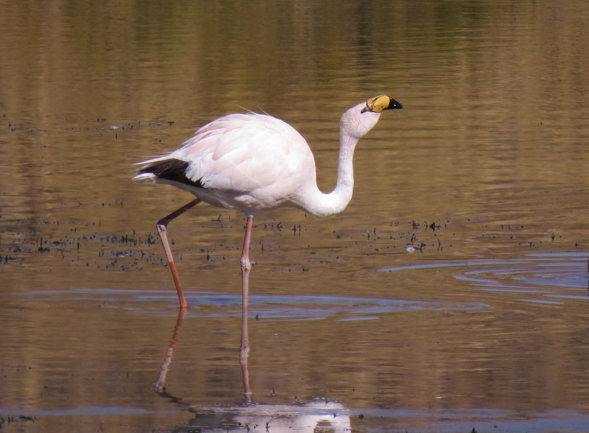 James's Flamingo - ML630542886