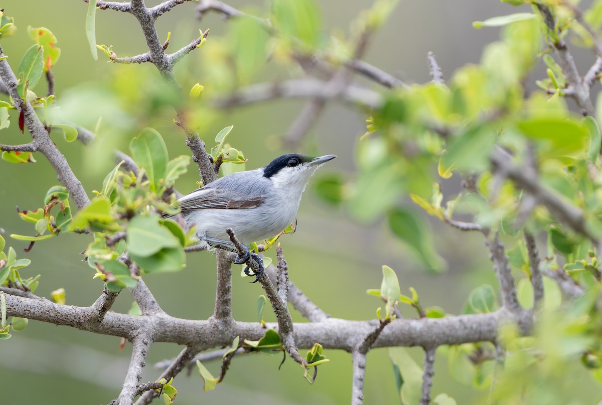 Tropical Gnatcatcher (plumbiceps/anteocularis) - ML630542982