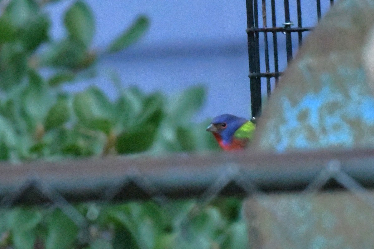 Painted Bunting - ML630543025