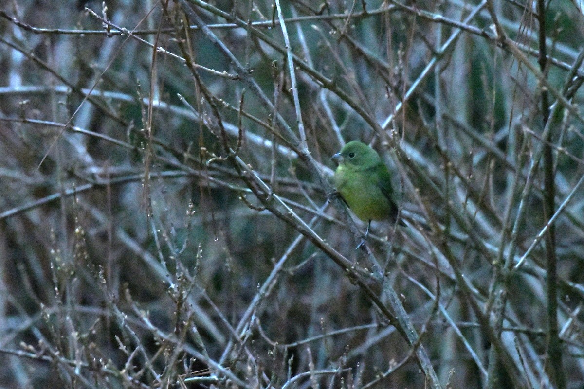 Painted Bunting - ML630543026