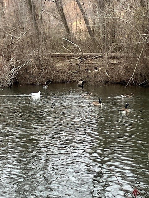 Ross's Goose - ML630543045