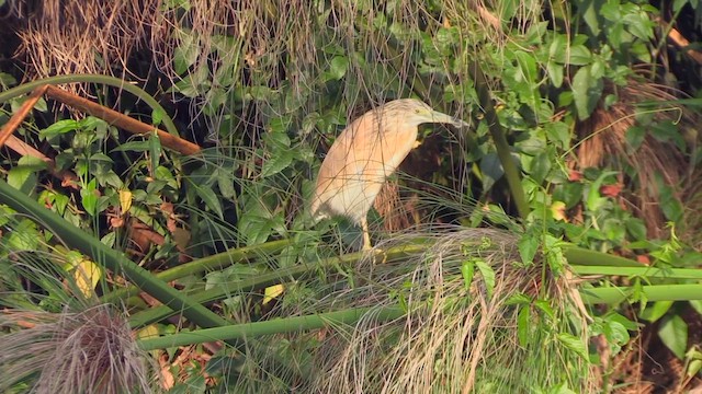 Squacco Heron - ML630543070