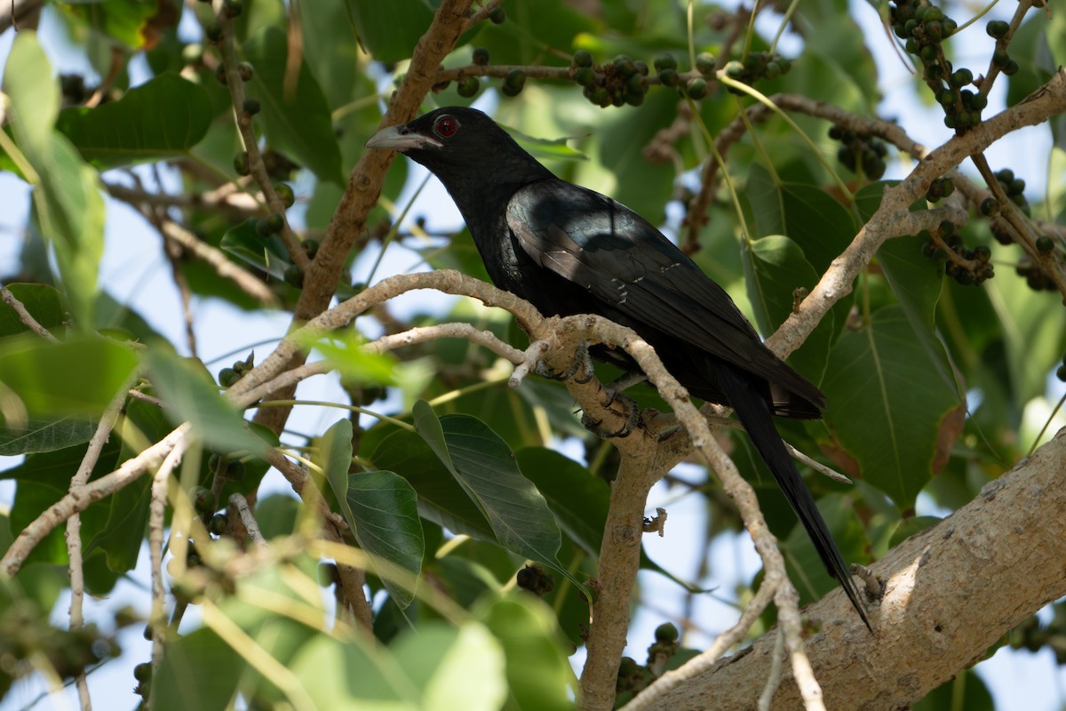 Asian Koel - ML630543196