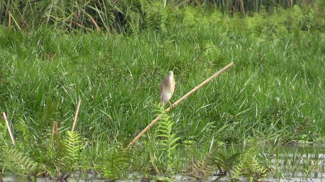 Squacco Heron - ML630543236