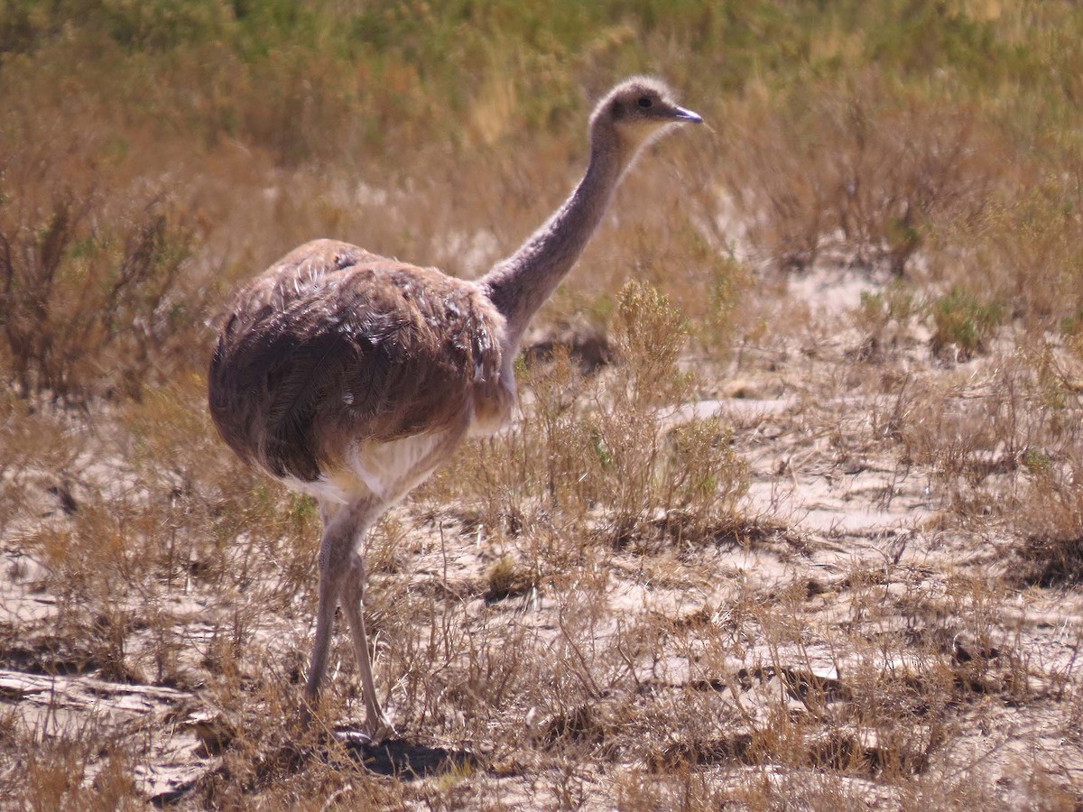 Lesser Rhea (Puna) - ML630543245