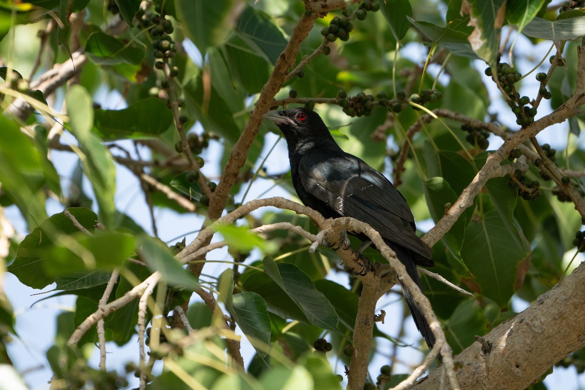 Asian Koel - ML630543290