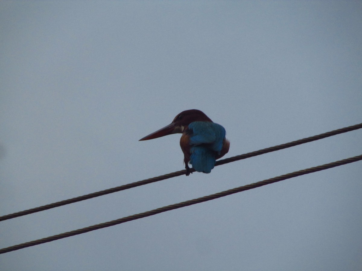 White-throated Kingfisher - ML630543343