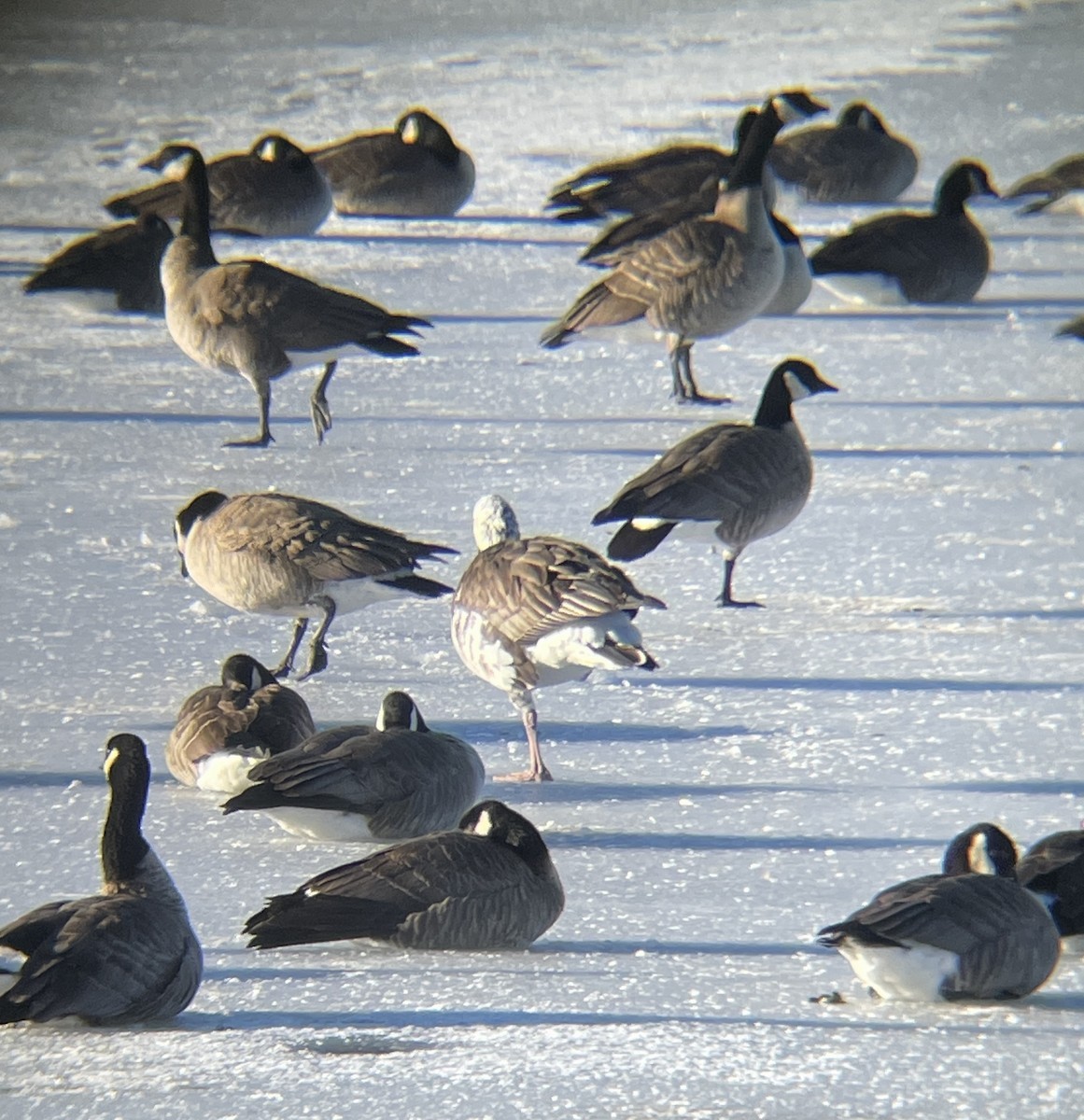 Snow/Ross's x Cackling/Canada Goose (hybrid) - ML630543529