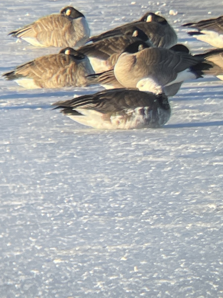 Snow/Ross's x Cackling/Canada Goose (hybrid) - ML630543530