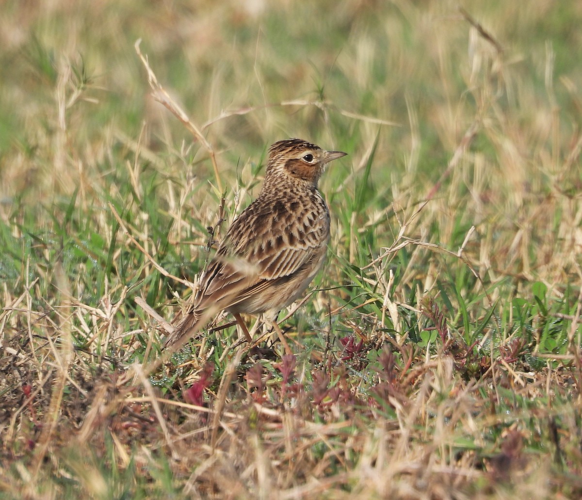 Oriental Skylark - ML630543935