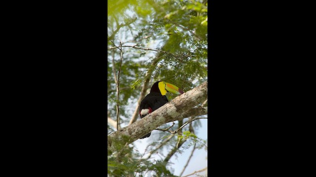 Keel-billed Toucan - ML630543975
