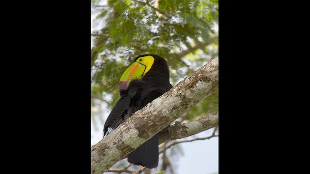 Keel-billed Toucan - ML630543976