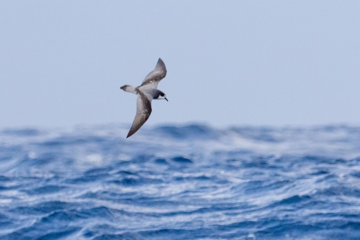Stejneger's Petrel - ML630544073