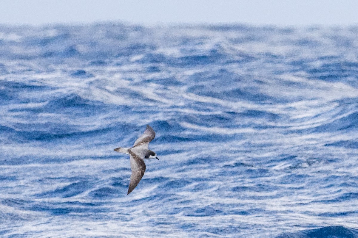 Stejneger's Petrel - ML630544078