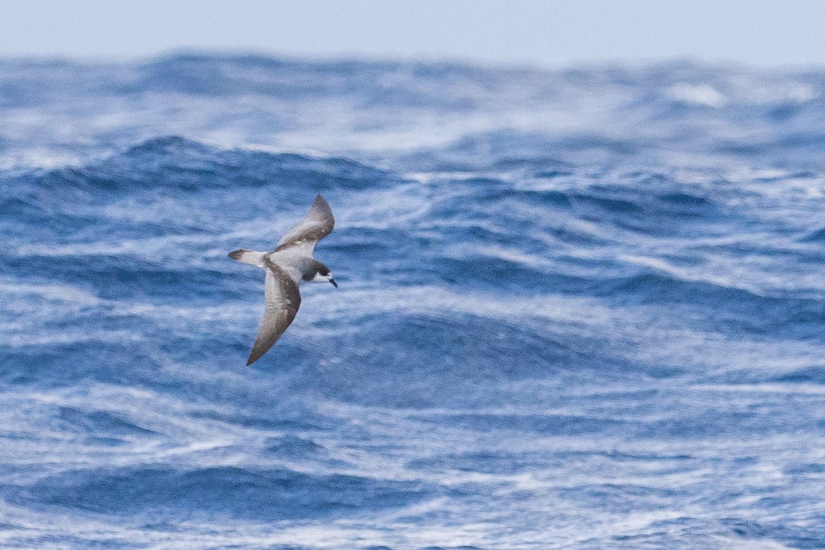 Stejneger's Petrel - ML630544109