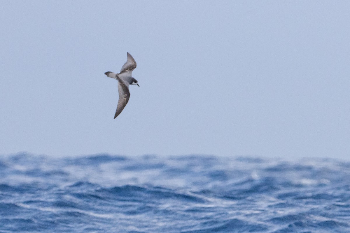 Stejneger's Petrel - ML630544110