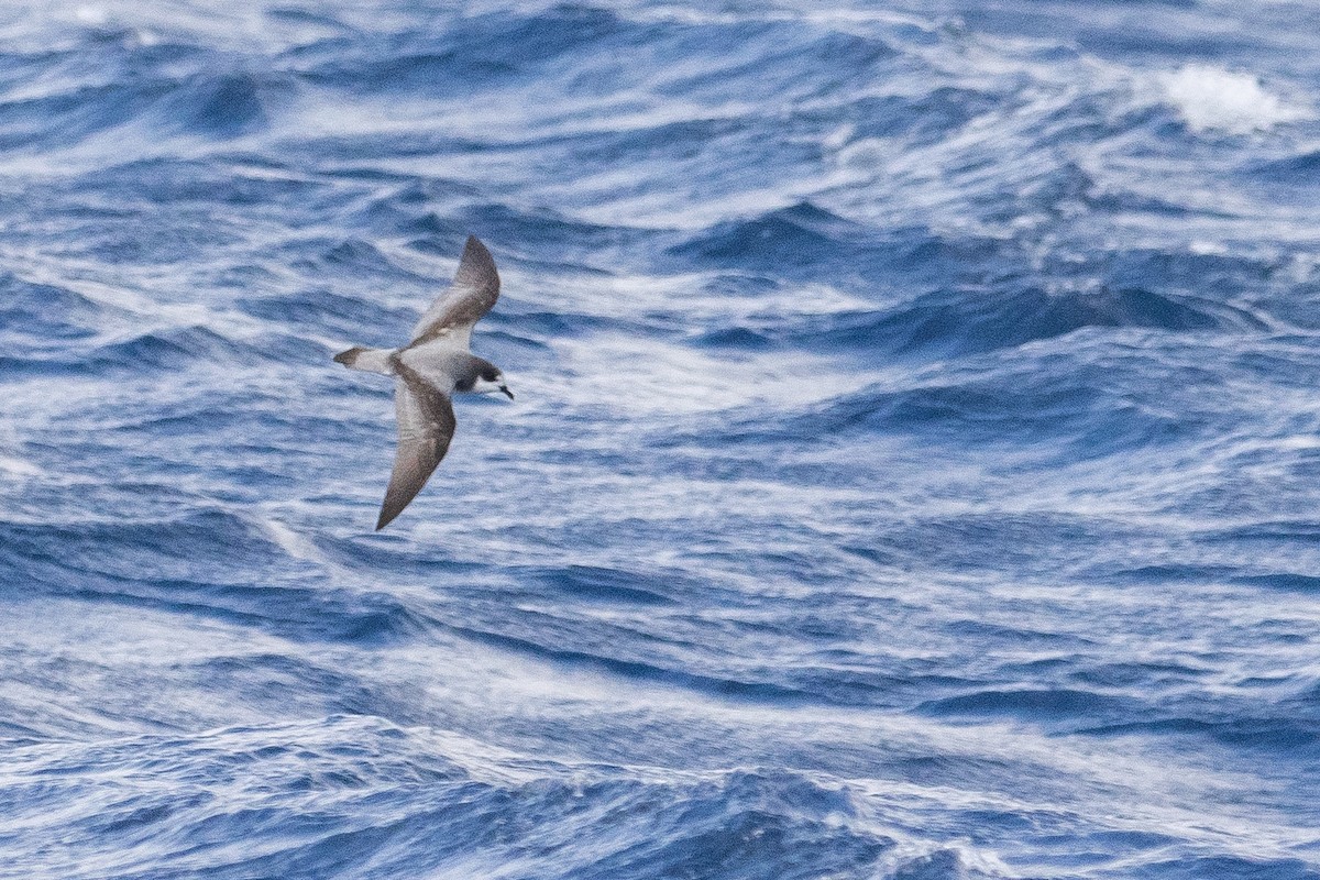 Stejneger's Petrel - ML630544111