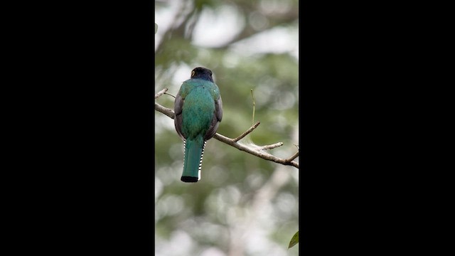 Gartered Trogon - ML630544276