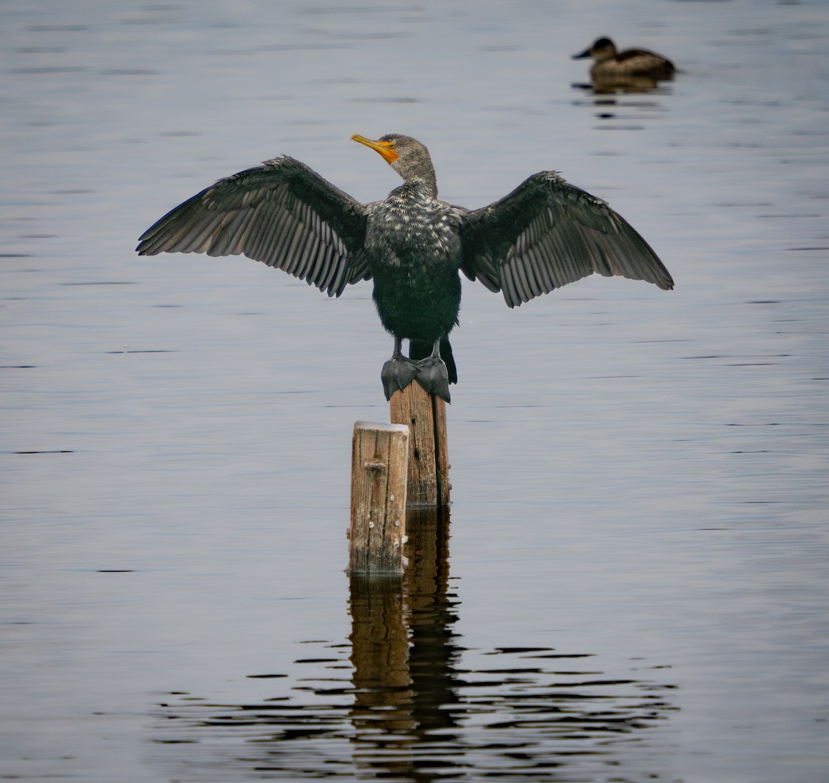 Double-crested Cormorant - ML630544390