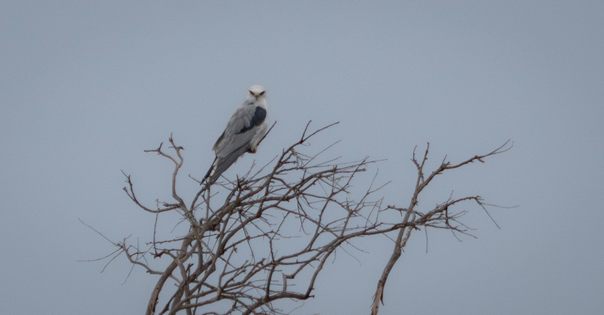 White-tailed Kite - ML630544417