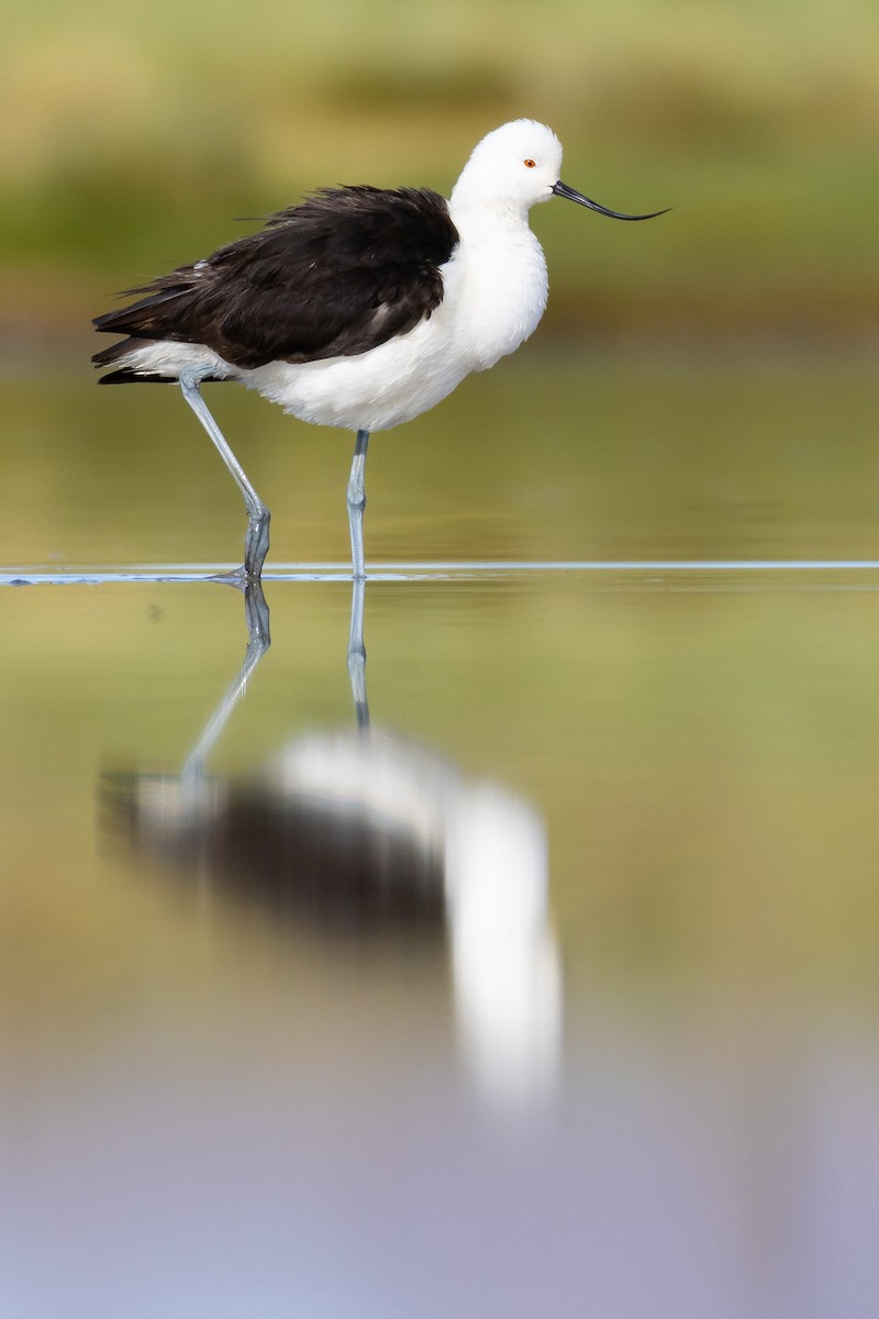 Andean Avocet - ML630544509