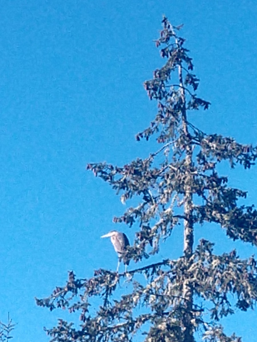 volavka velká - ML630544744