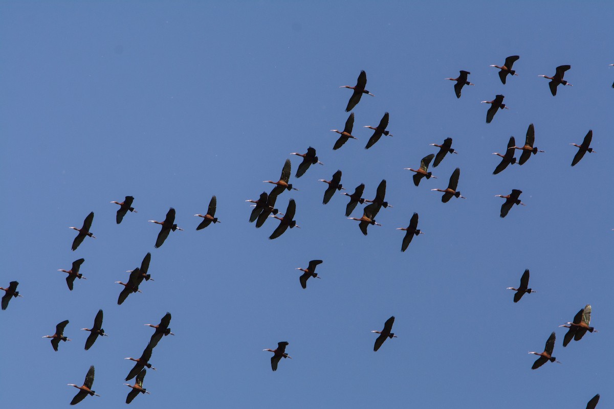 White-faced Ibis - ML630544837