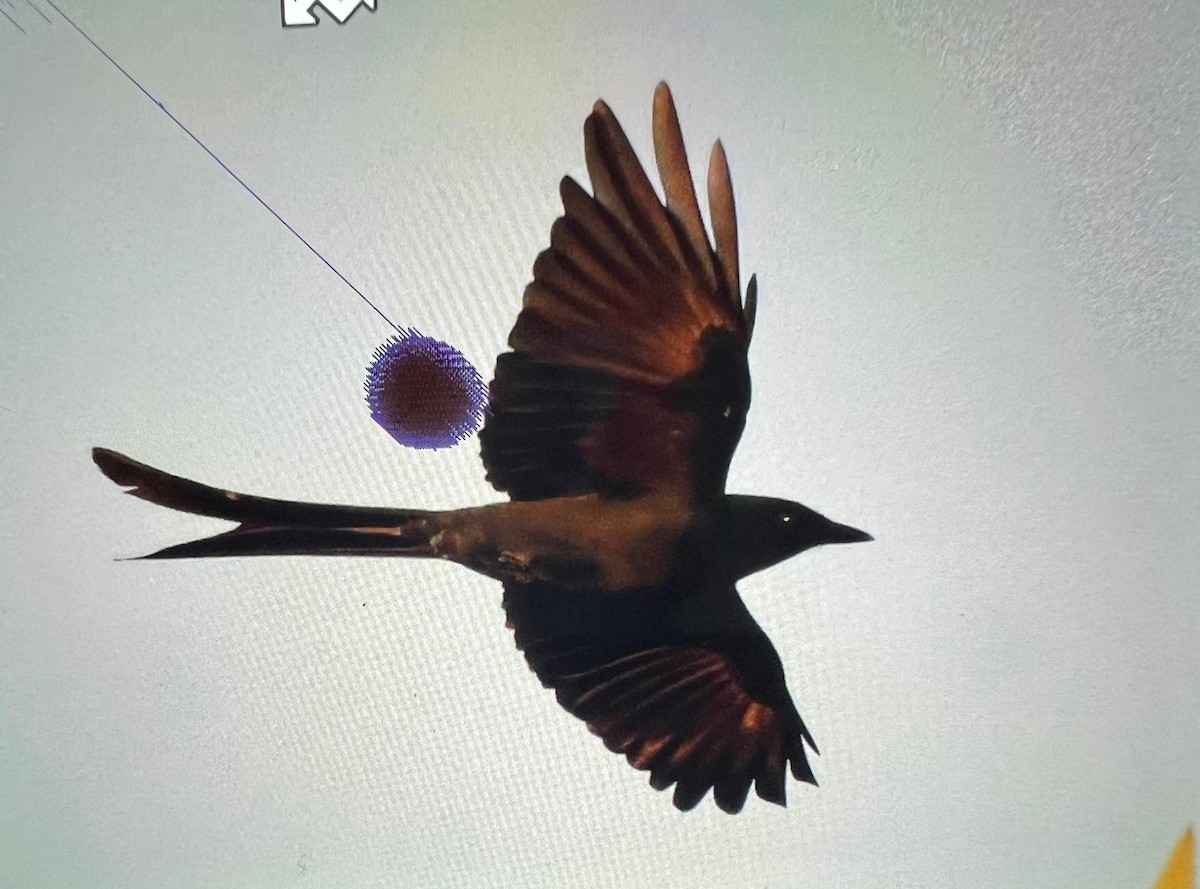 Black Drongo - ML630544842