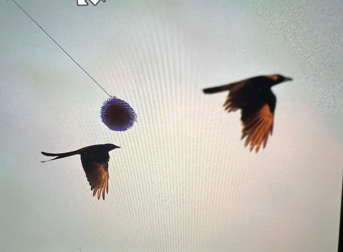 Black Drongo - ML630544843