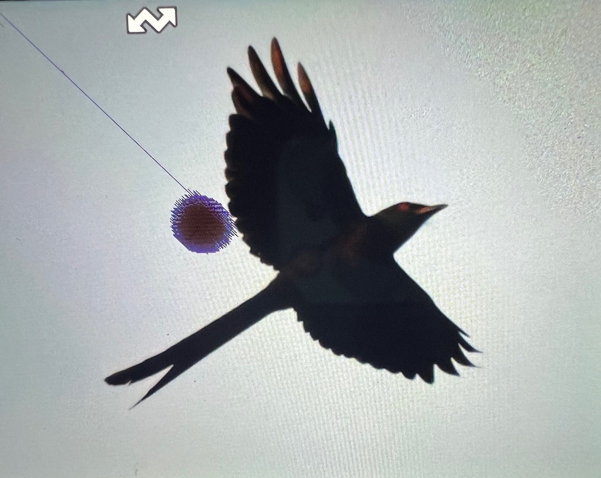 Black Drongo - ML630544870