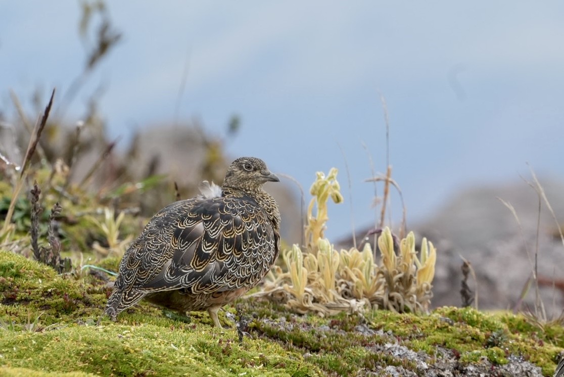 Rufous-bellied Seedsnipe - ML630544918