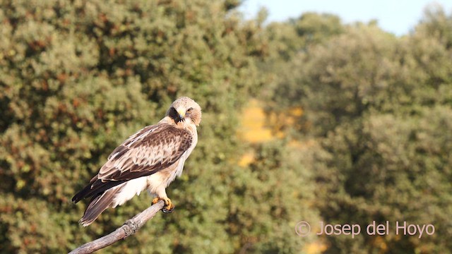 Aquila minore - ML630544921