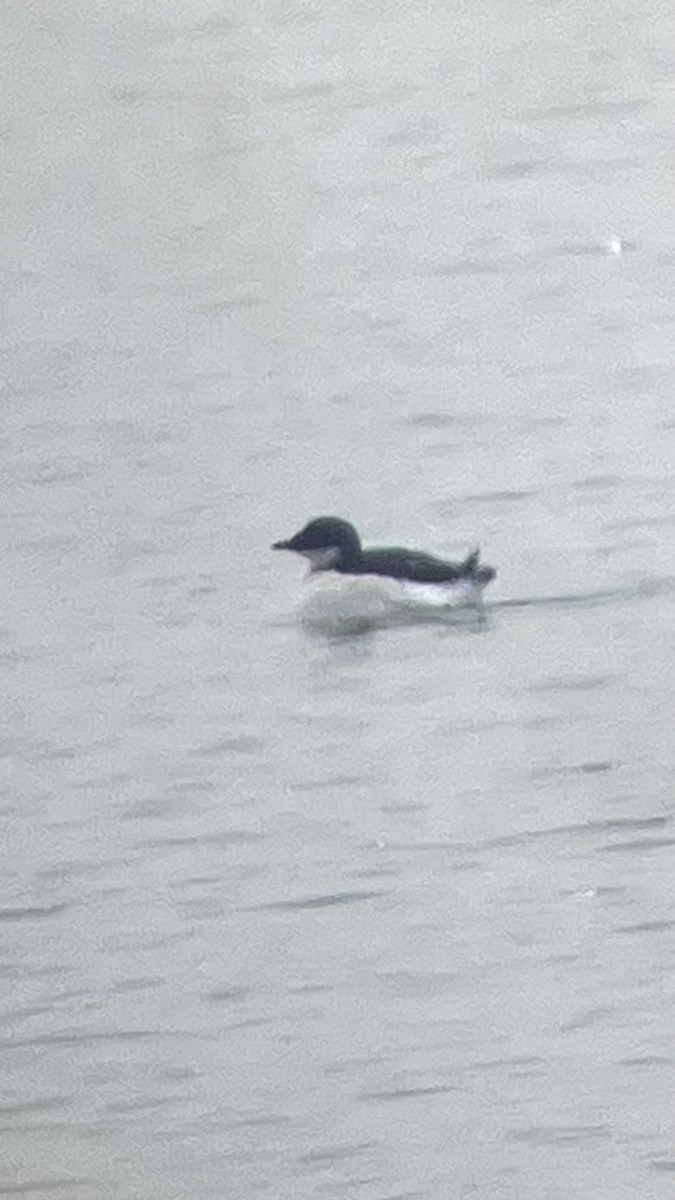 Thick-billed Murre - ML630544976