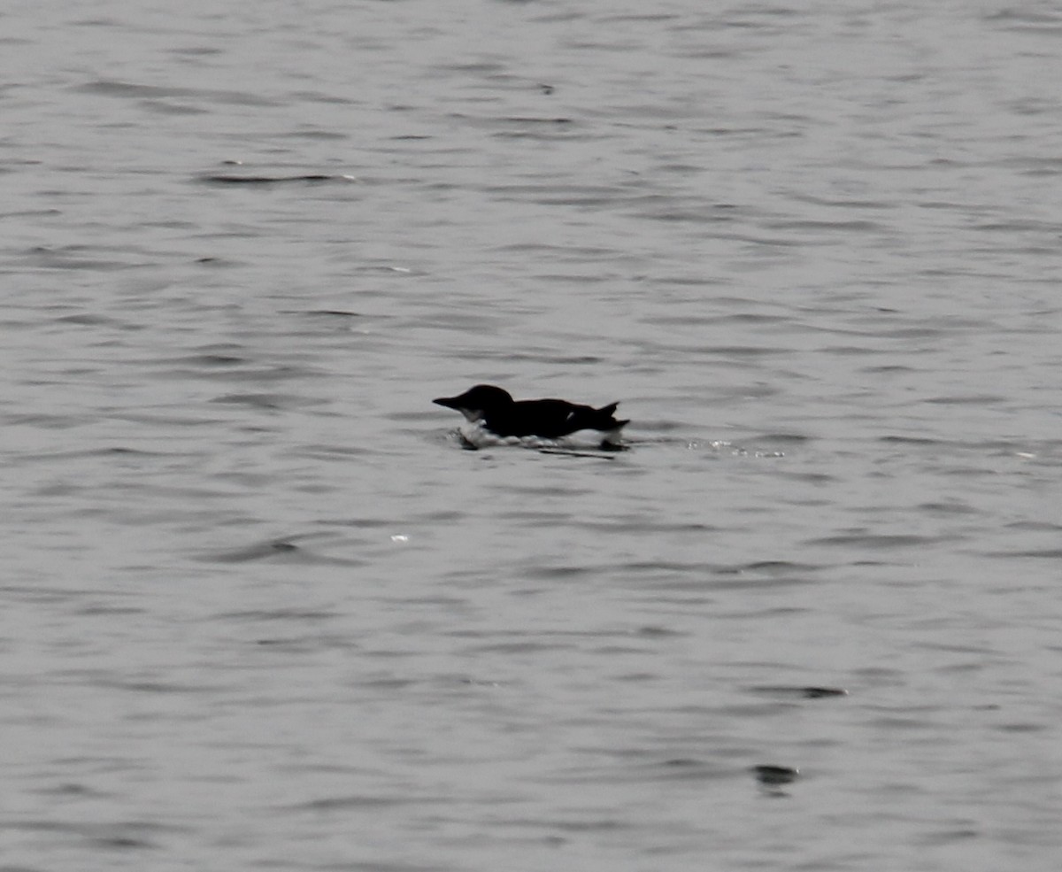 Thick-billed Murre - ML630545006