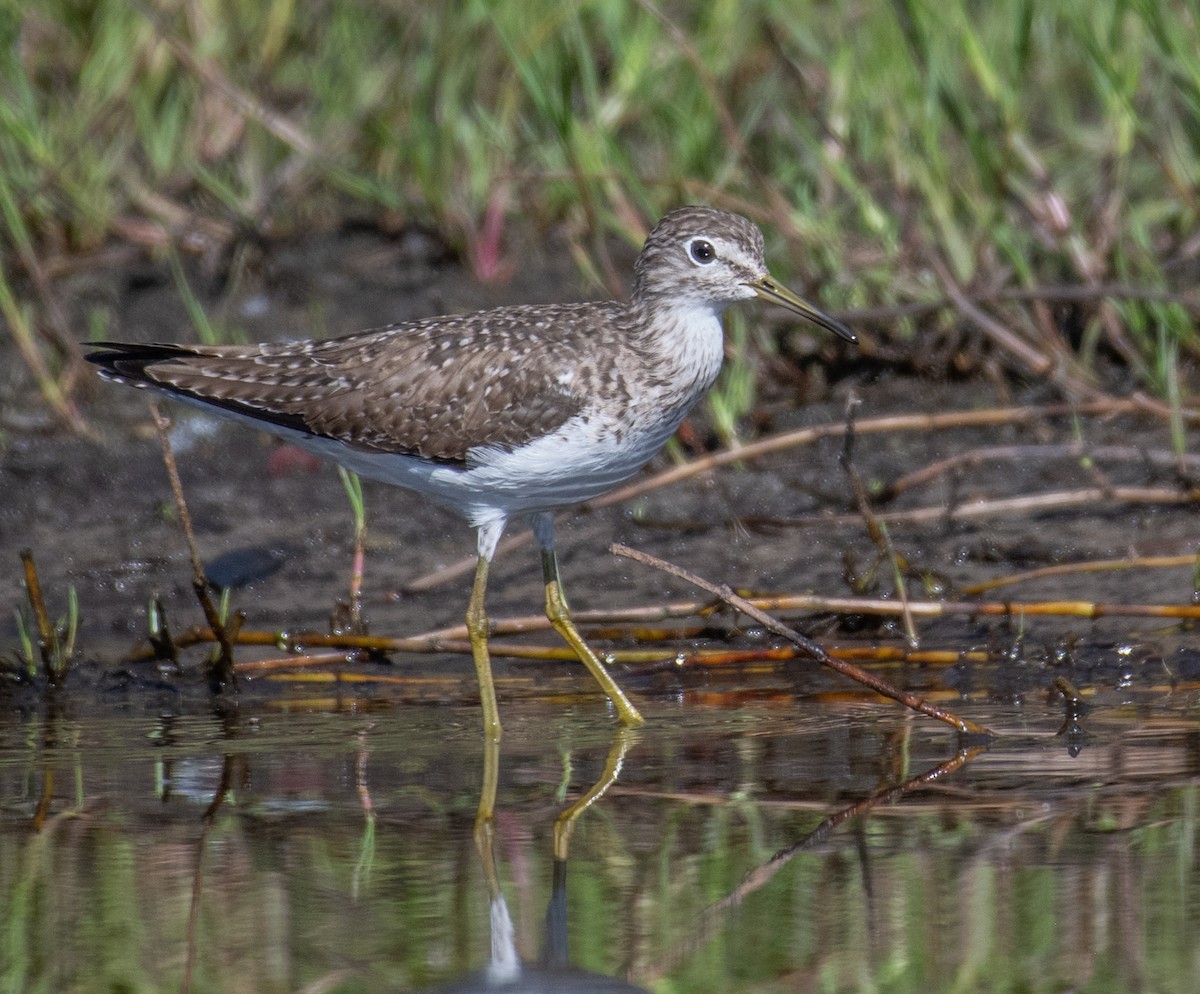 Solitary Sandpiper - ML630545215