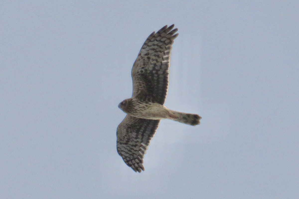Northern Harrier - ML630545429