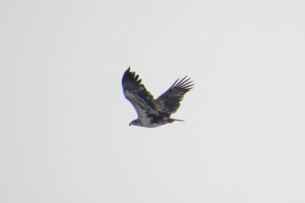 Bald Eagle - ML630545474