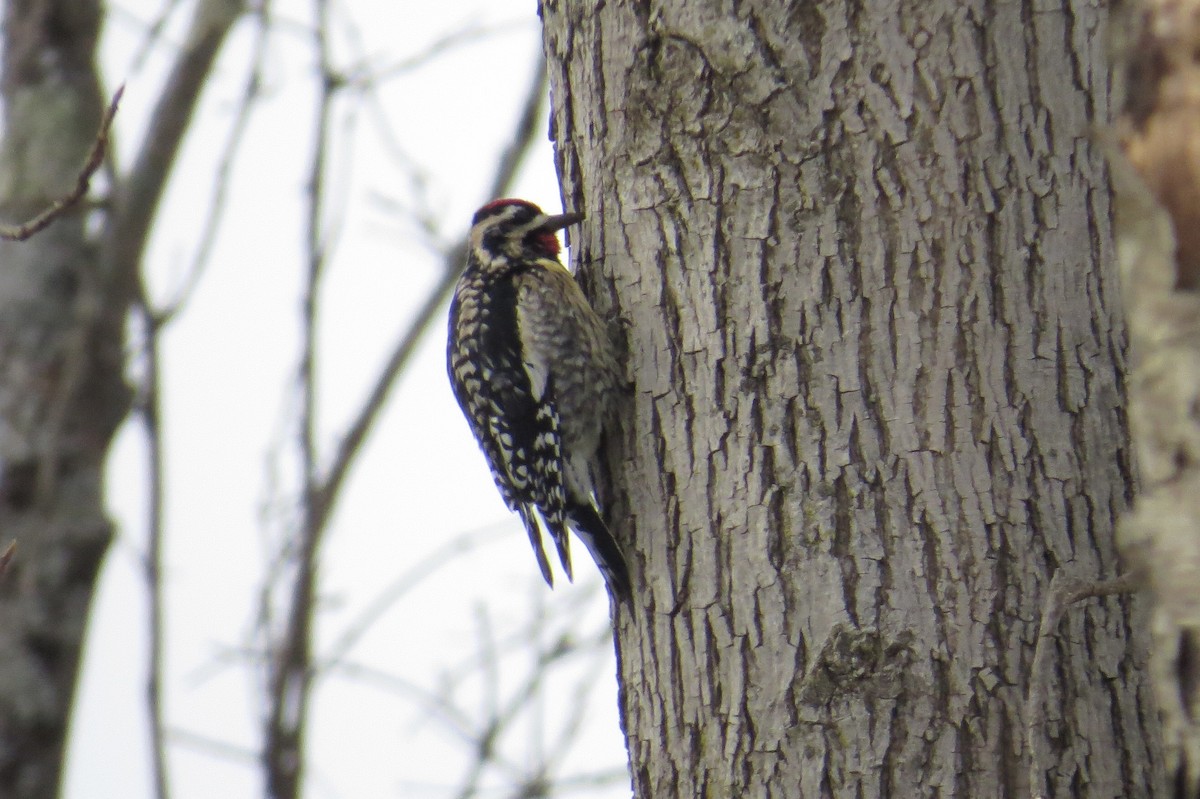 Yellow-bellied Sapsucker - ML630545479