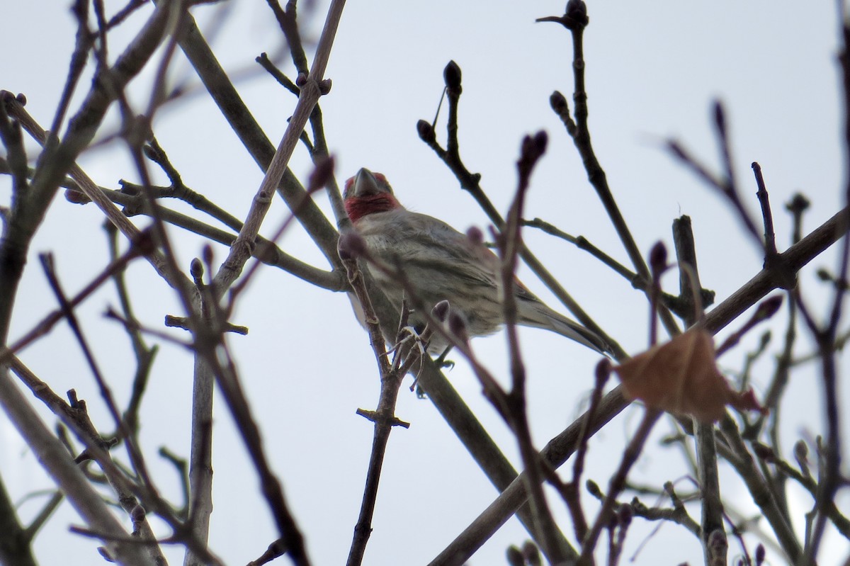 House Finch - ML630545492