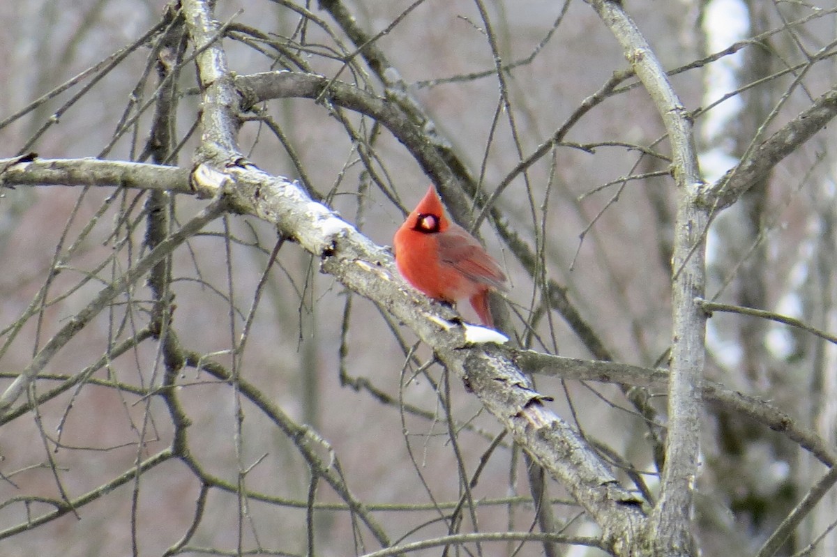 Northern Cardinal - ML630545496