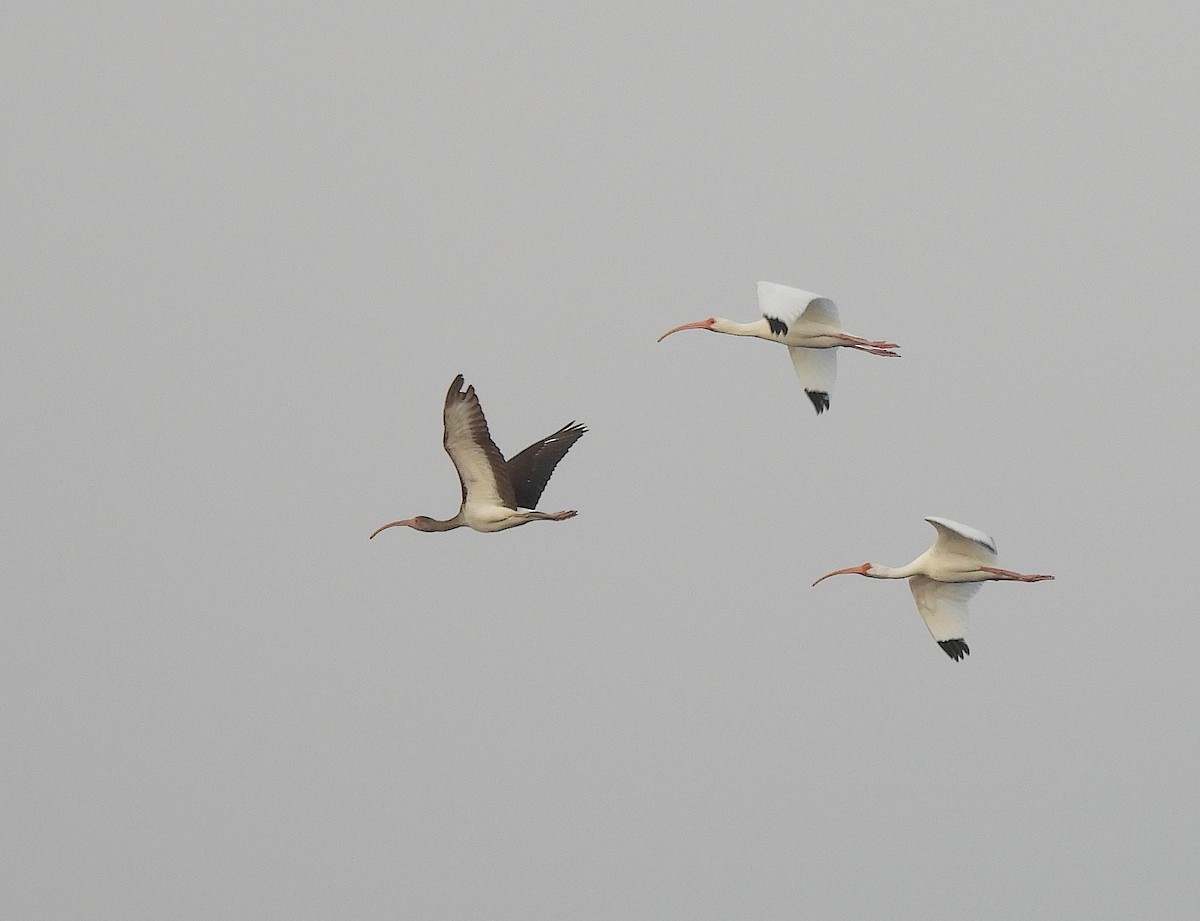 White Ibis - ML630545615