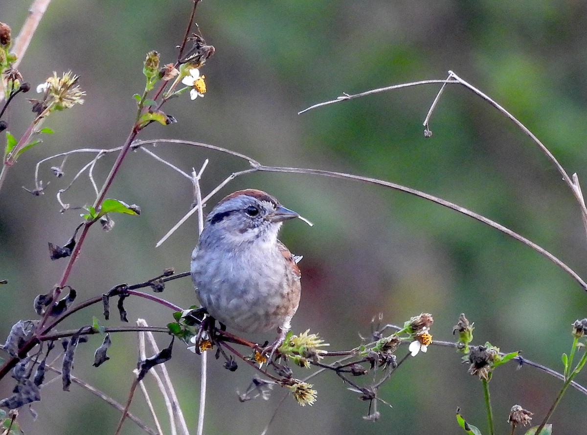 Swamp Sparrow - ML630545631