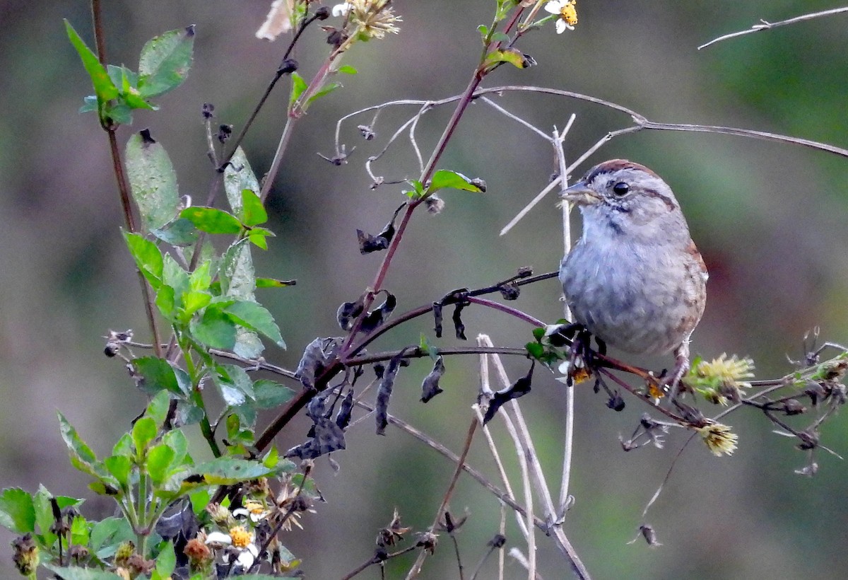 Swamp Sparrow - ML630545634