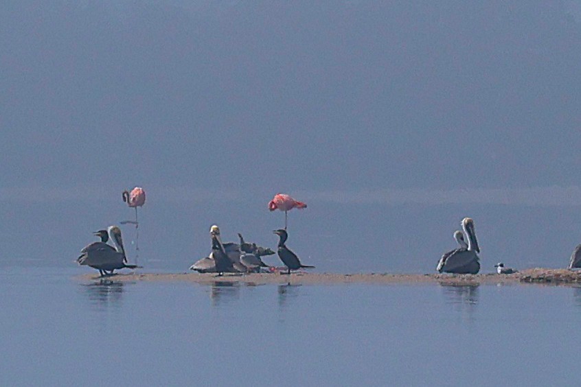 American Flamingo - ML630545635