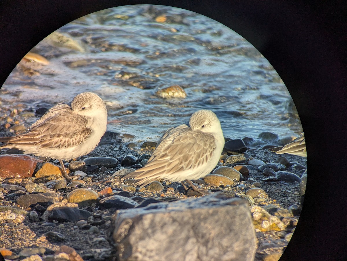 Piovanello tridattilo - ML630545694