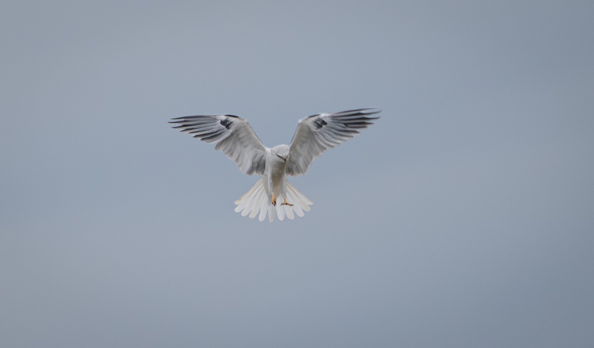 White-tailed Kite - ML630545707